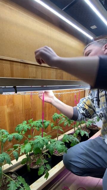 Новогодние томаты смотреть онлайн