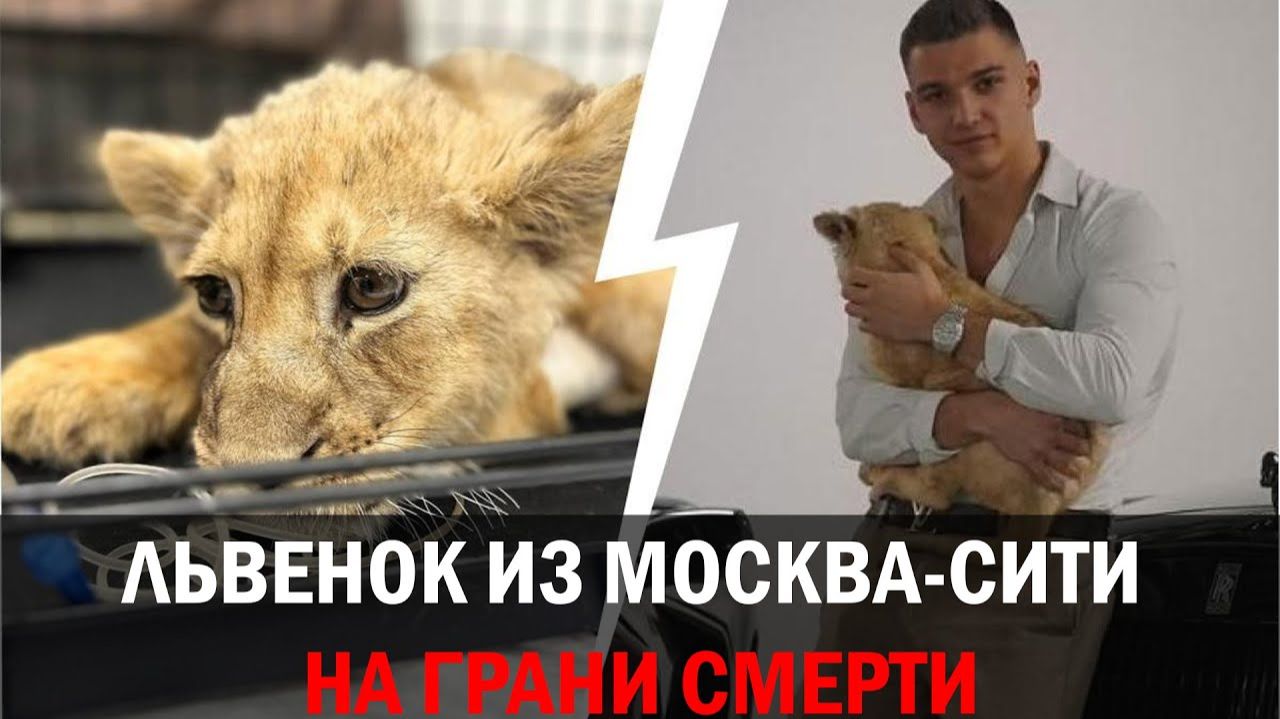 Львенка из Москва-Сити изъяли у блогера: состояние животного критическое смотреть онлайн