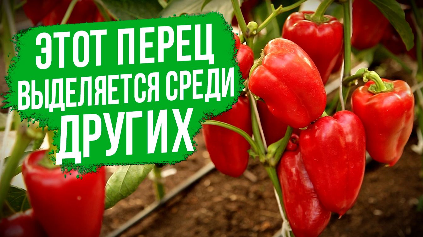 Урожайный и крупный сладкий перец! Почему мы рекомендуем этот красный перец? смотреть онлайн