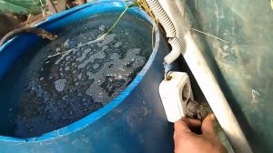 Как и когда кормить томат осенью? Полив и пик активности корневой системы томата