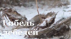 На Луганском водохранилище обнаружили останки около 15 лебедей