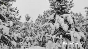 В лесу родилась ёлочка.mp4