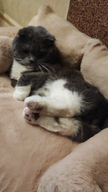 Диванчик для котика в подарок 🐱 смотреть онлайн