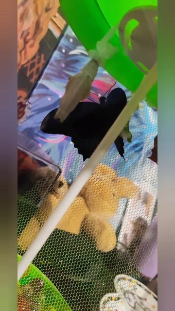 1000099281.mp4 смотреть онлайн