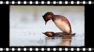 Птицы и рептилии !