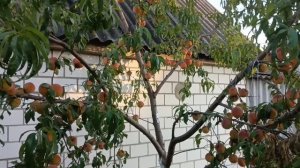 Персик выращеный с косточки результат