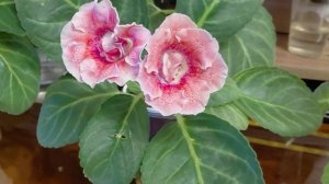 Глоксинии. Мои подкидыши. Заключение