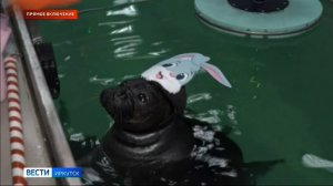 Прямое включение иркутский нерпинарий подготовил для гостей праздничную программу