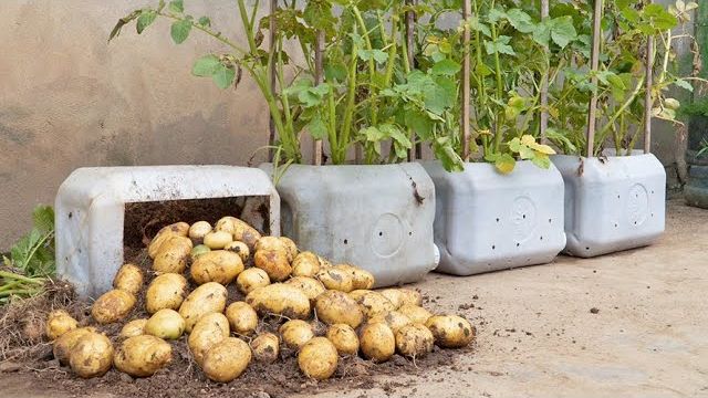 Секрет, которым еще никто не раскрыл, помогает увеличить урожай картофеля в 5 раз смотреть онлайн