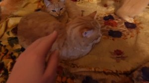 Я В ДЕРЕВНЕ!