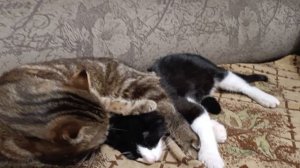 А мы засони