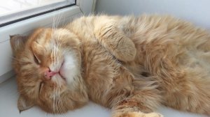 Ветлужские коты