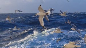 0005-СИНЯЯ ВЕЧНОСТЬ ПОЕТ ВЛАДИМИР КУДРИНСКИЙ