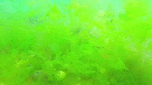 Залив Петра Великого, о. Русский_11.05.2014