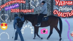 С Наступающим Новым 2026 годом лошади лучшим из прошлых лет !!!