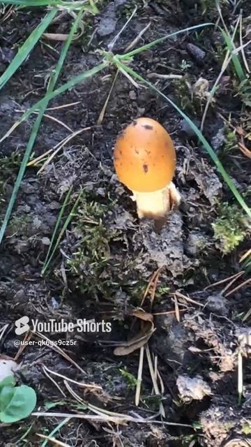 Ленобласть. Хвойное. 05.09.2024. Грибы-поплавок шафрановый из рода мухоморов, съедобен