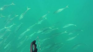 Желтохвостая лакедра (Seriola quinqueradiata) в Японском море_2014