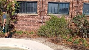 Бассейн и гуава