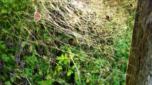 Паутина в лучах солнца