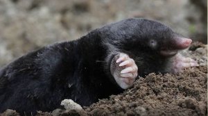 Кроты на дачном участке