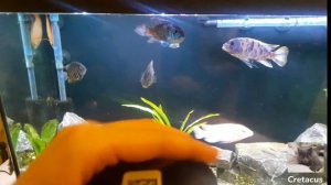 Мой 100-литровый аквариум для цихлид