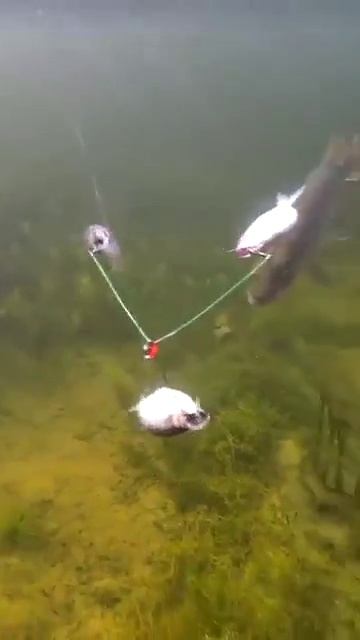 Как вам приманка?