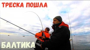 ТРЕСКА ПОШЛА! БАЛТИКА РЕАЛЬНО ВЫДАЛА!