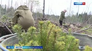 Вологодская область вошла в пятёрку лидеров среди регионов по лесовосстановлению