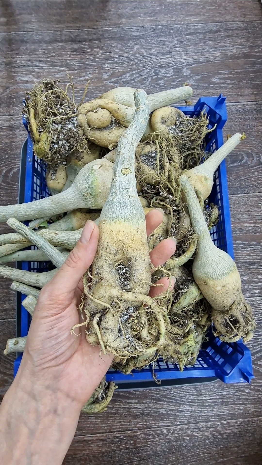 Подвой на весну🤗 смотреть онлайн