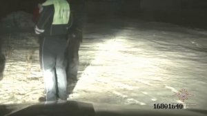 Ирина Волк: В Красноярском крае госавтоинспекторы спасли новорожденного теленка