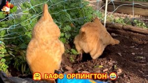 Куры Бафф Орпингтон ласковые золотые несушки❣️🤗😂 (157)