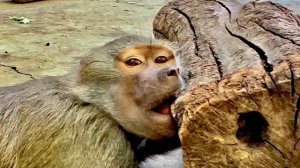 Я не знаю РАДОВАТЬСЯ или ОГОРЧАТЬСЯ,но Люсе мы с Владом уже не нужны,она стала настоящим гамадрилом.