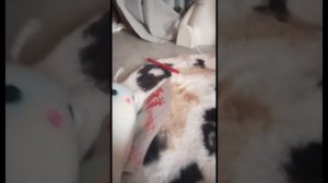 Получила 2🤣🤣(сериал про игрушки)