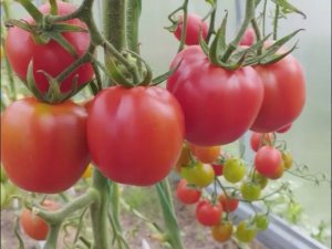 Каталог томатов на 2026 год.  Новинки 2025 года. Часть 9.  т. 89229284031