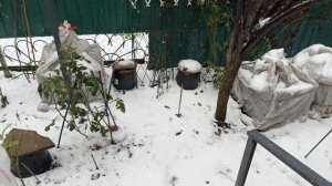 Зимний сад 28 декабря 25г❄️✨🎄🕊️☃️