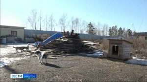 Девять собак погибли на пожаре в приюте «Жизнь» в Нижнеудинске