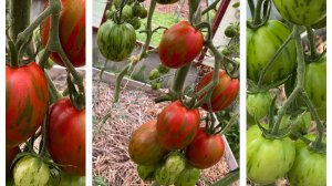 Самый стойкий и урожайный томат!