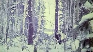 1987 год. Тюменская область. Зимний лес