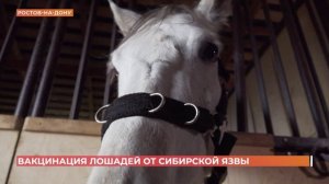 Донские ветеринары провели вакцинацию лошадей от сибирской язвы