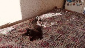 Аришка греется на солнышке 🌞