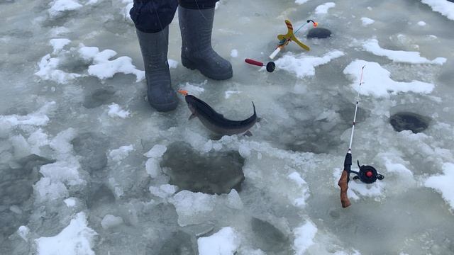 Светлые Горы Форель 29.12.2025г. смотреть онлайн