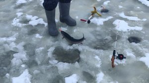 Светлые Горы Форель 29.12.2025г.