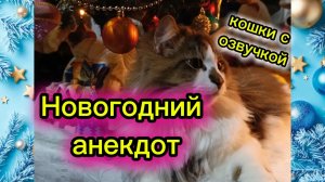 Новогодний анекдот. Кошки с озвучкой.