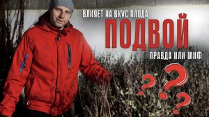 Как подвой влияет на рост, вкус и урожай. Природа 71☘️
