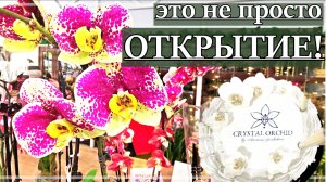 CRYSTAL ORCHIDS - Праздники и БУДНИ Нового Магазина ОРХИДЕЙ в Москве