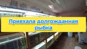 Приехала долгожданная рыбка