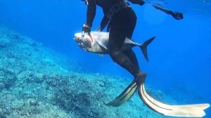 Подводная охота / Море, где можно встретить всевозможных рыб