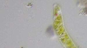 Euglena dises