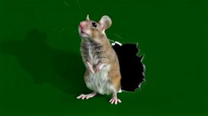 Мышка из норы_encoded