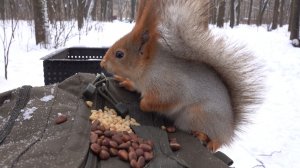 Белки утром. Зарисовка